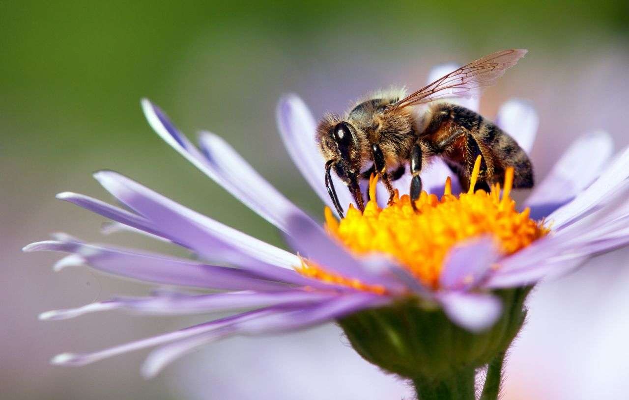 15 curiosidades fascinantes sobre las abejas y su importancia