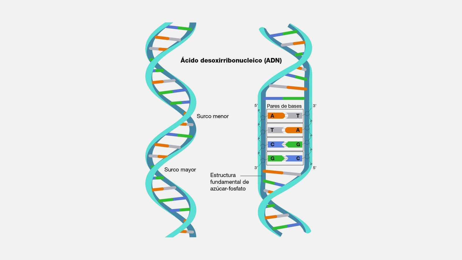 Curiosidades del modelo de doble hélice del ADN
