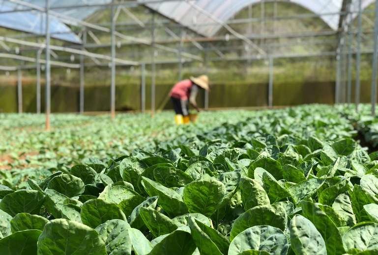 Descubre 3 datos curiosos sobre la agricultura que no conocías