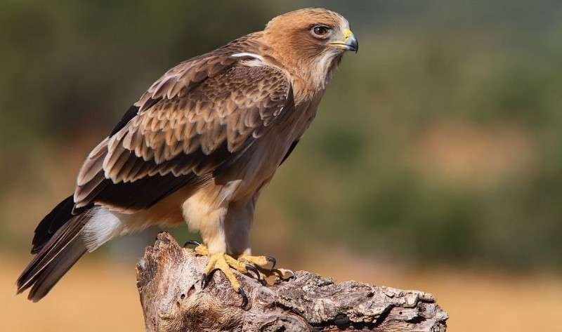 Curiosidades del águila calzada ibérica