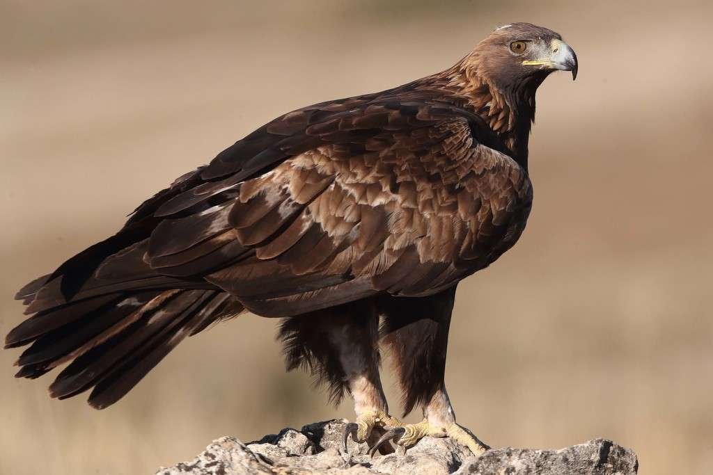 Curiosidades del águila real