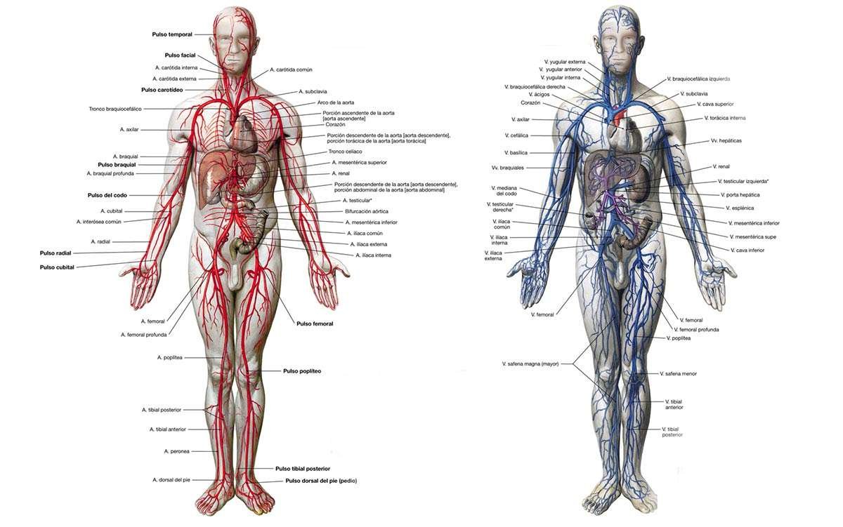 Curiosidades sobre la circulación mayor del cuerpo humano
