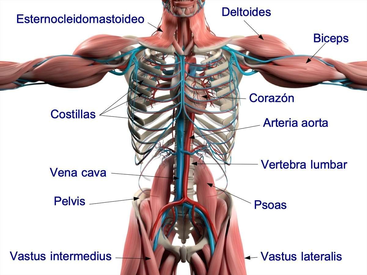 Curiosidades sorprendentes del cuerpo humano: datos fascinantes