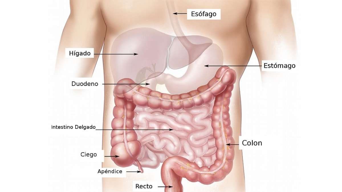 Descubre las fascinantes curiosidades del sistema digestivo humano
