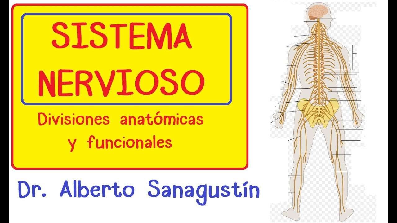 Número de nervios en el cuerpo humano: ¿Cuántos son?