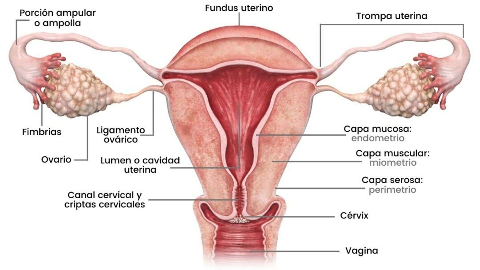 Descubriendo la anatomía femenina: los labios vaginales y más