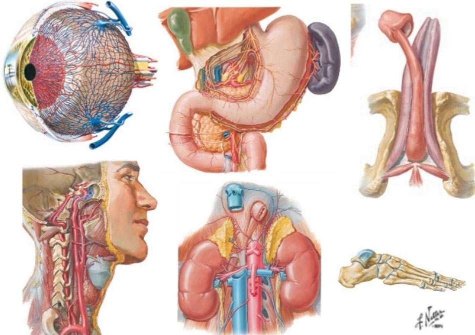 Curiosidades asombrosas del cuerpo humano