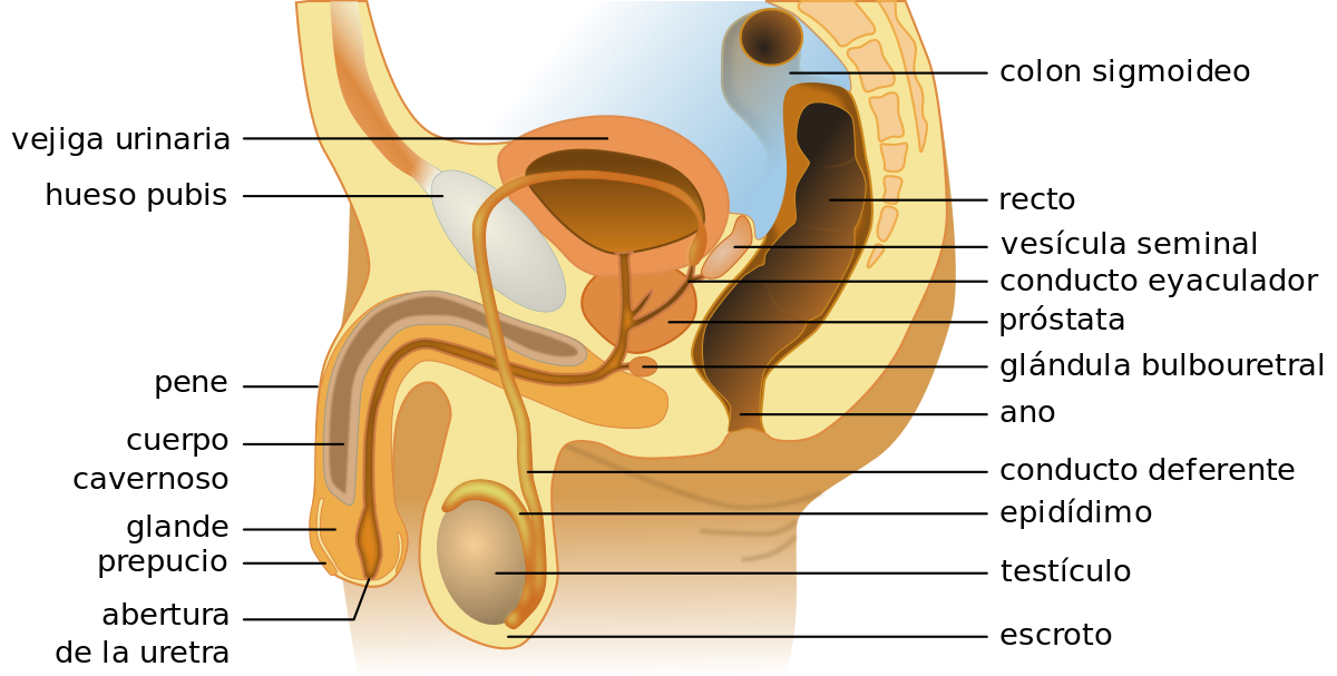 5 curiosidades del sistema reproductivo masculino