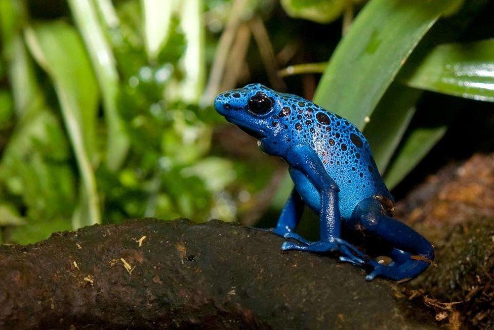 Descubre 6 curiosidades sorprendentes sobre los fascinantes anfibios