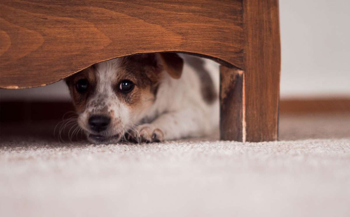 Adaptaciones de animales al ruido y la contaminación acústica
