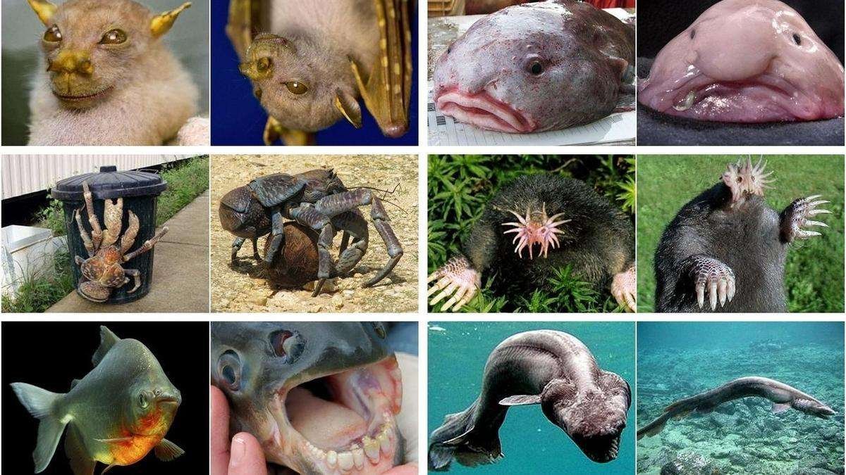 365 curiosidades de animales: descubre algo nuevo cada día
