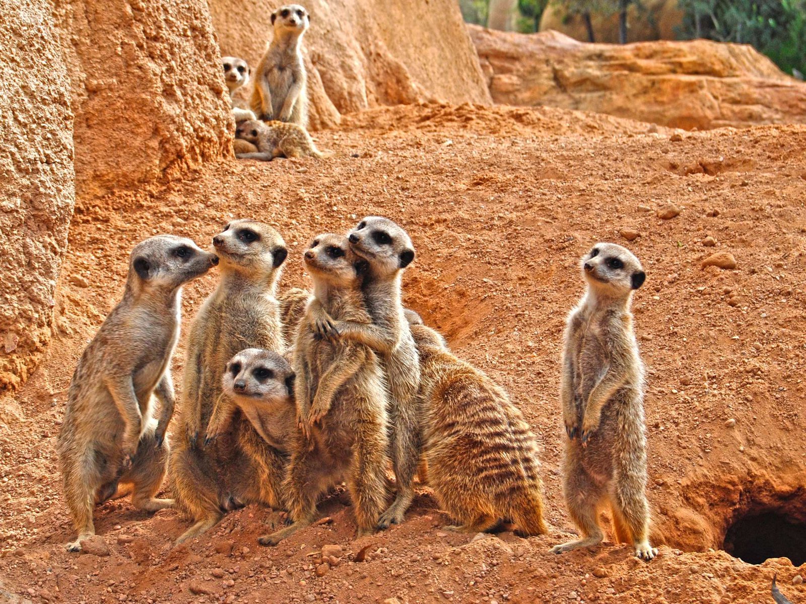 Curiosidades del mundo animal con Donna Libro para divertirte