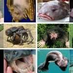 365 curiosidades de animales precio