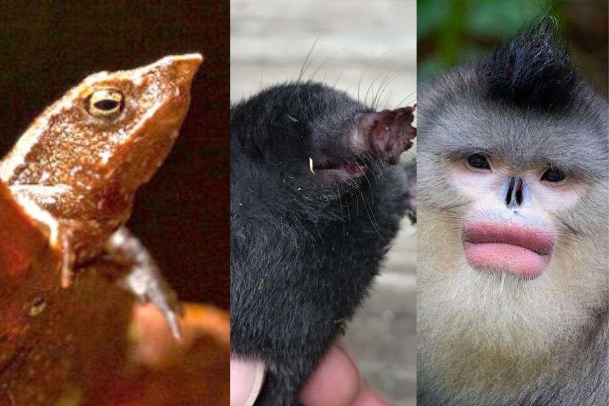 Curiosidades de la fauna en el mundo animal del 1988