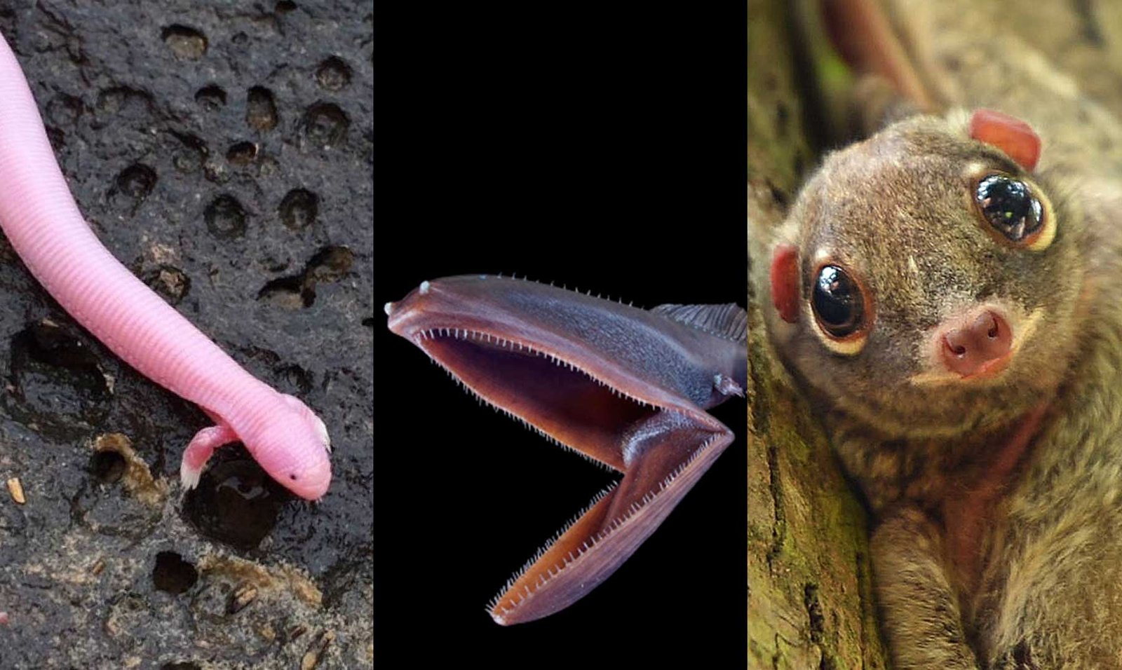 Curiosidades fascinantes de animales que no conocías