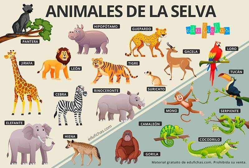 Descubre divertidas curiosidades sobre animales de la selva para niños