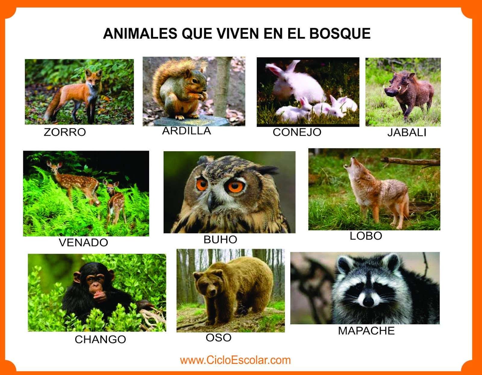 Curiosidades de los animales del bosque caducifolio