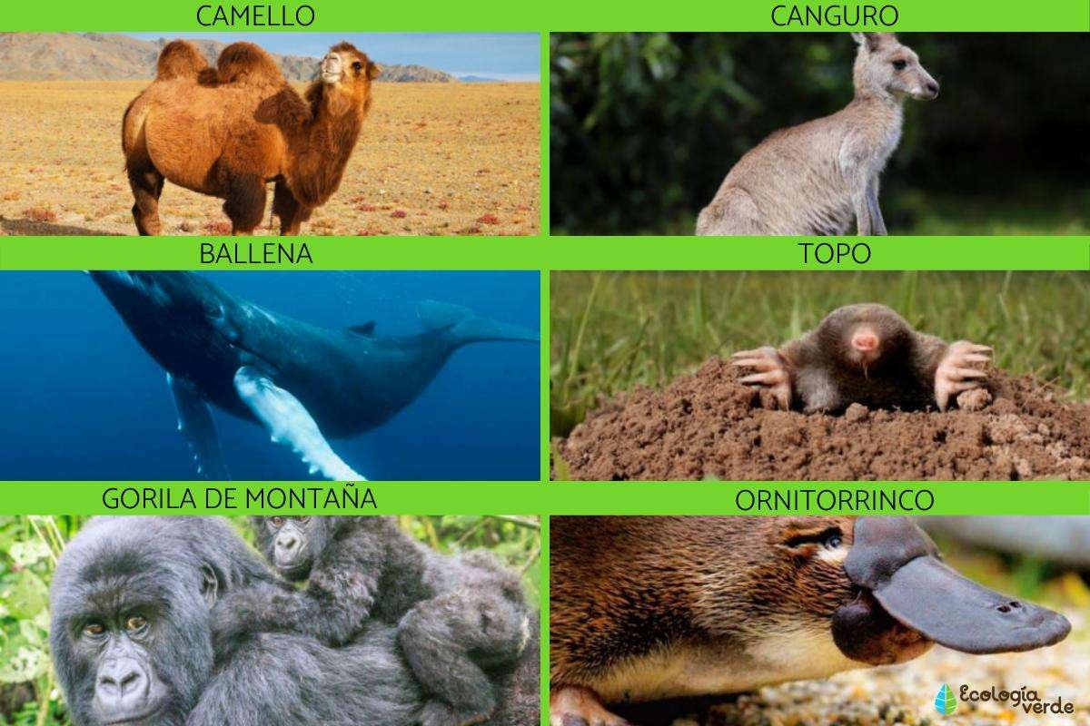 Curiosidades asombrosas de los mamíferos con Happy Learning
