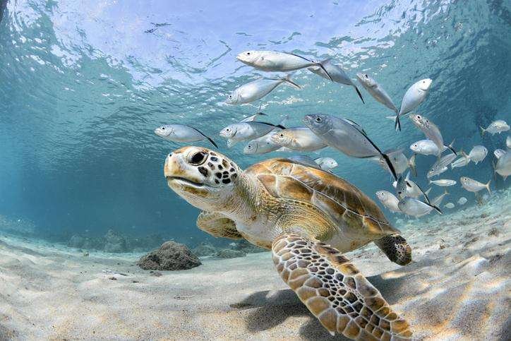 Curiosidades de gaviotas, delfines y doradas en el océano