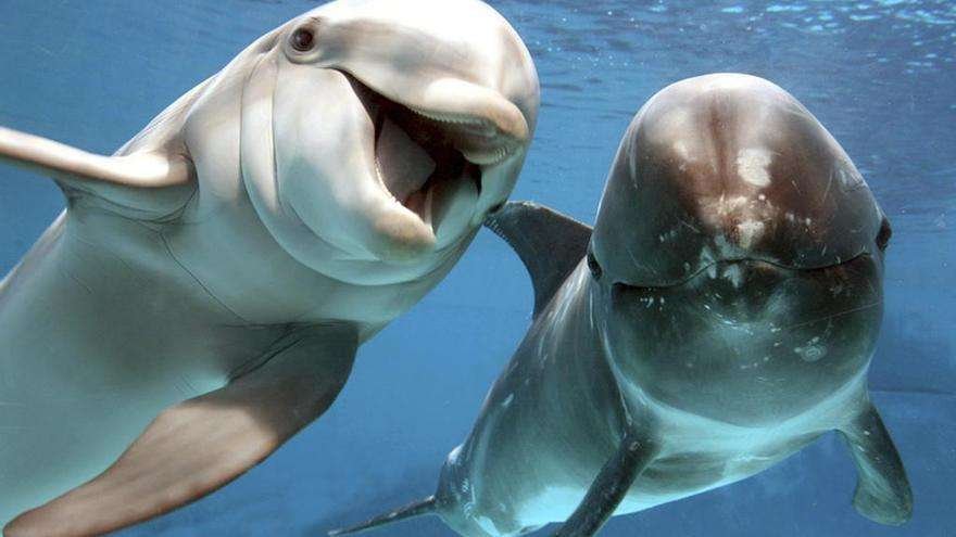 Curiosidades de la respiración de los animales marinos