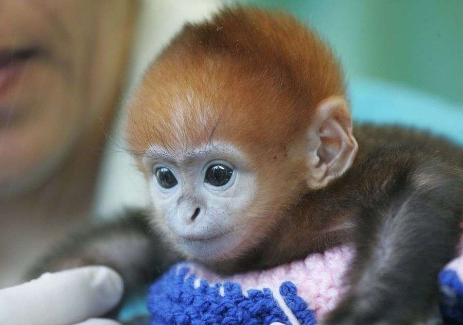 Curiosidades adorables de animales monos en nuestra portada especial