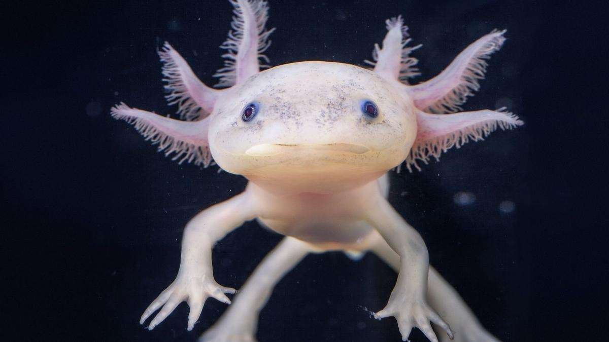 Curiosidades fascinantes del reino animal: datos sorprendentes