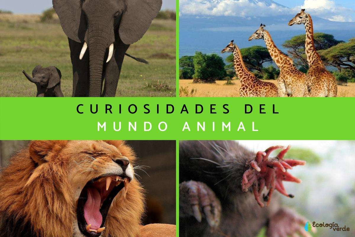 Curiosidades sorprendentes de Animal Crossing: New Leaf
