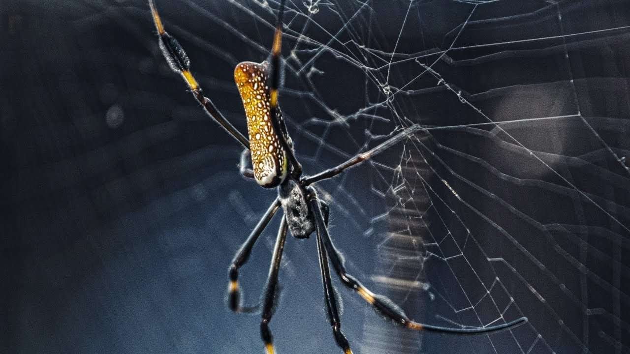 Curiosidades de la tela de araña: una maravilla natural