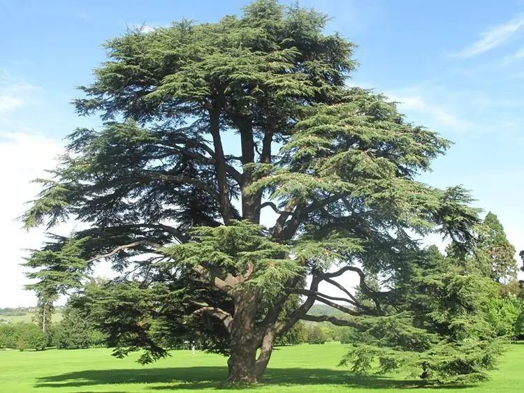 Curiosidades del cedro de Atlas, árbol emblemático de Marruecos