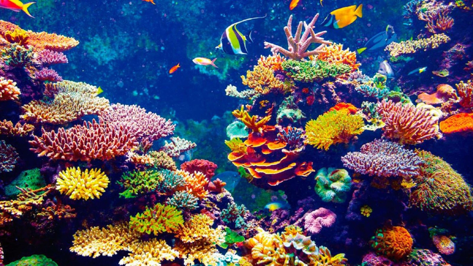 Curiosidades del arrecife de coral: un ecosistema sorprendente