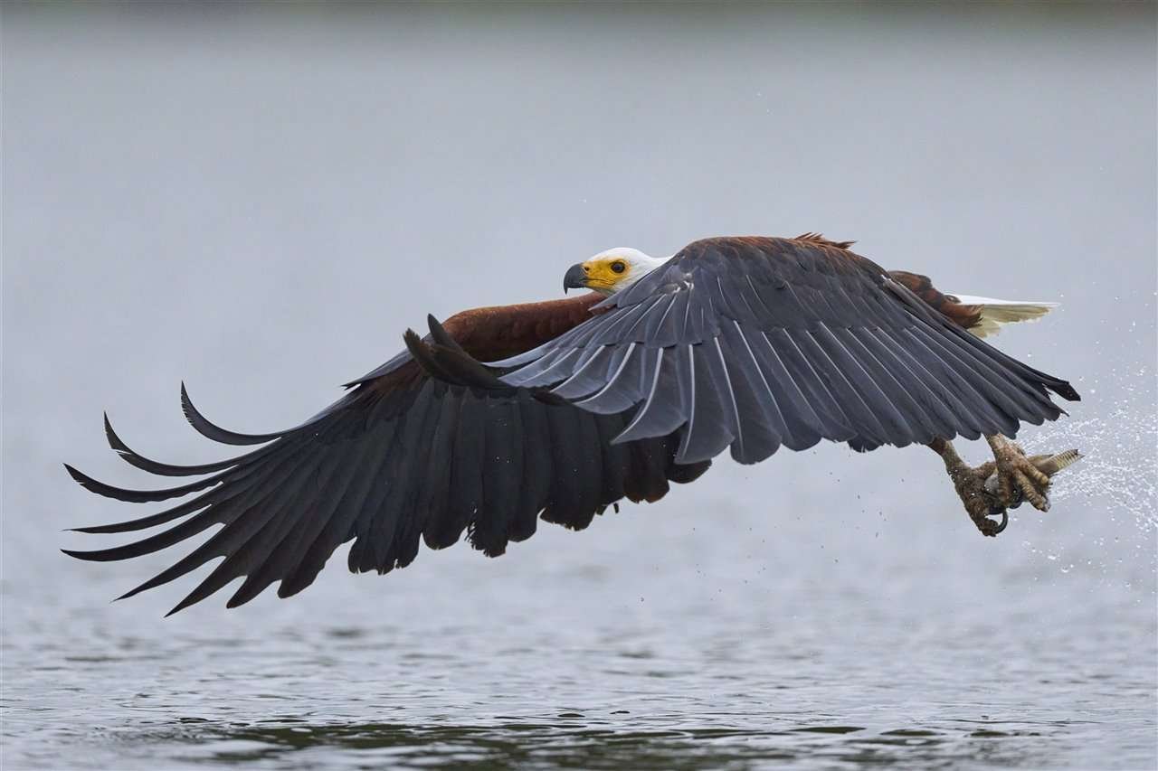 Descubre 5 fascinantes curiosidades sobre las aves que no conocías