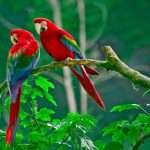 pinterest libros sobre curiosidades de los pajaros