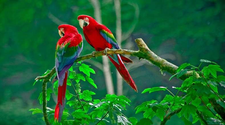 Explora el mundo de las aves en Pinterest