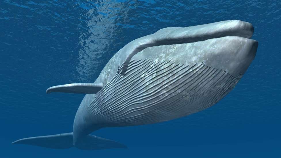 Amazing facts about the Blue Whale