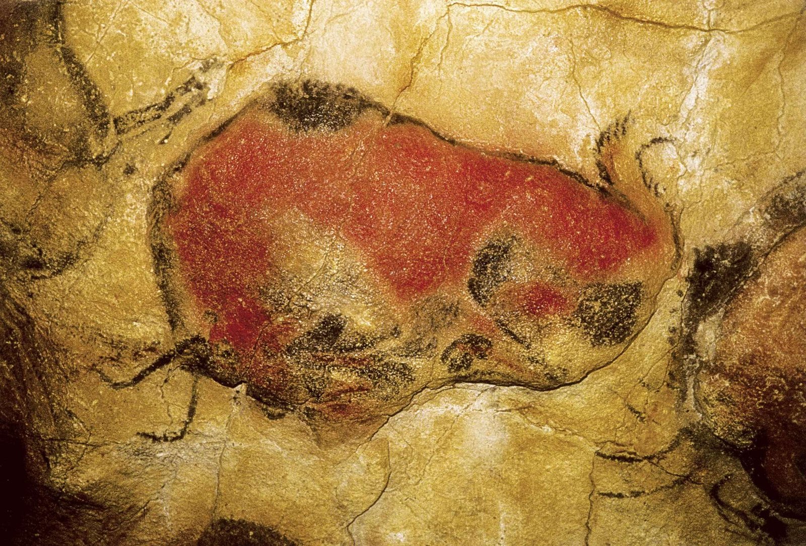 Curiosidades y misterios del bisonte de las cuevas de Altamira