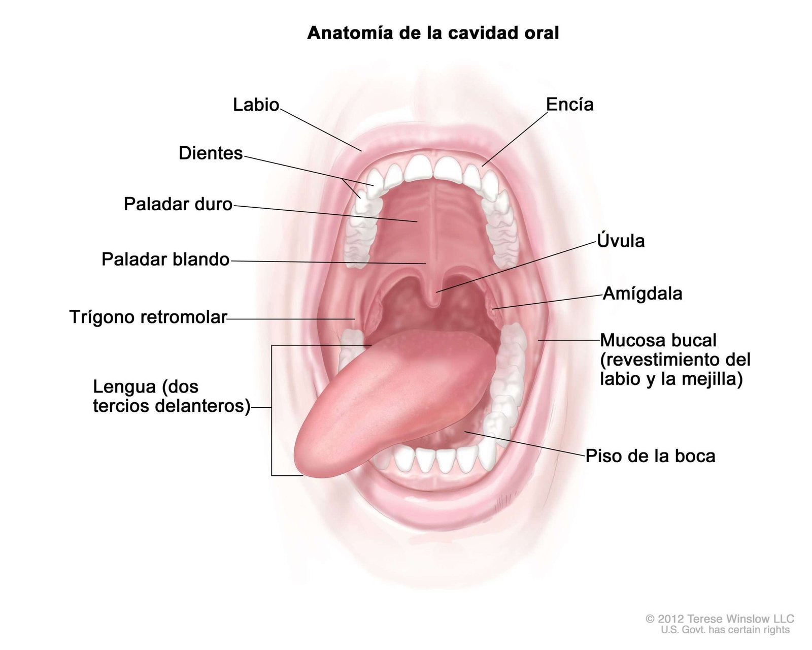 Curiosidades de la boca humana: Descubre hechos sorprendentes