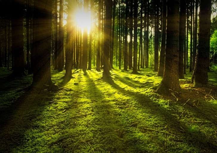 Curiosidades sorprendentes sobre la importancia de los bosques