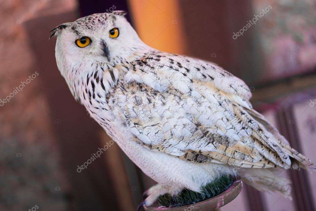 Fascinantes curiosidades sobre búhos rapaces cornu blancos