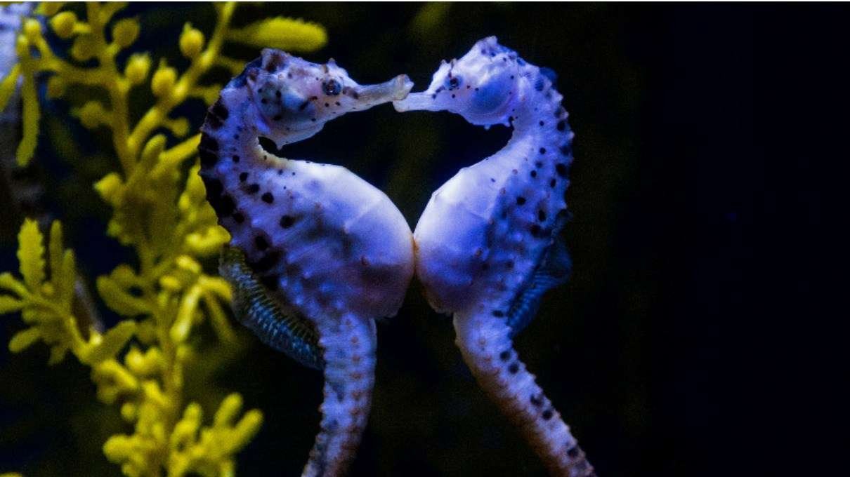 Curiosidades del sexo de los caballitos de mar
