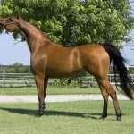 caballo pura raza arabe curiosidades