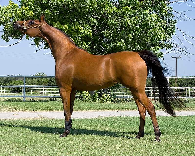 Descubre las fascinantes curiosidades del caballo Pura Raza Árabe