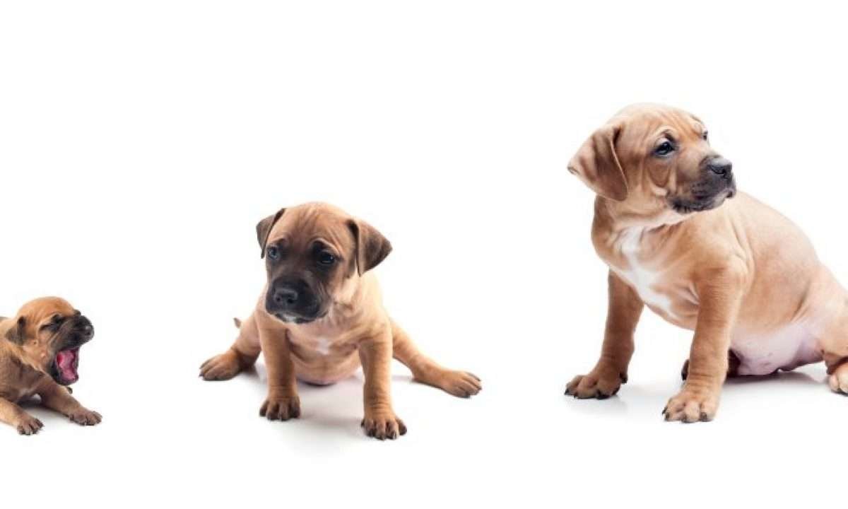 Cachorros caninos: curiosidades y desarrollo físico