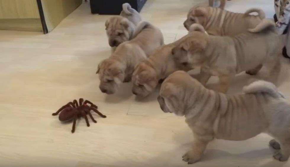 Descubre datos interesantes y curiosos sobre la raza cachorro