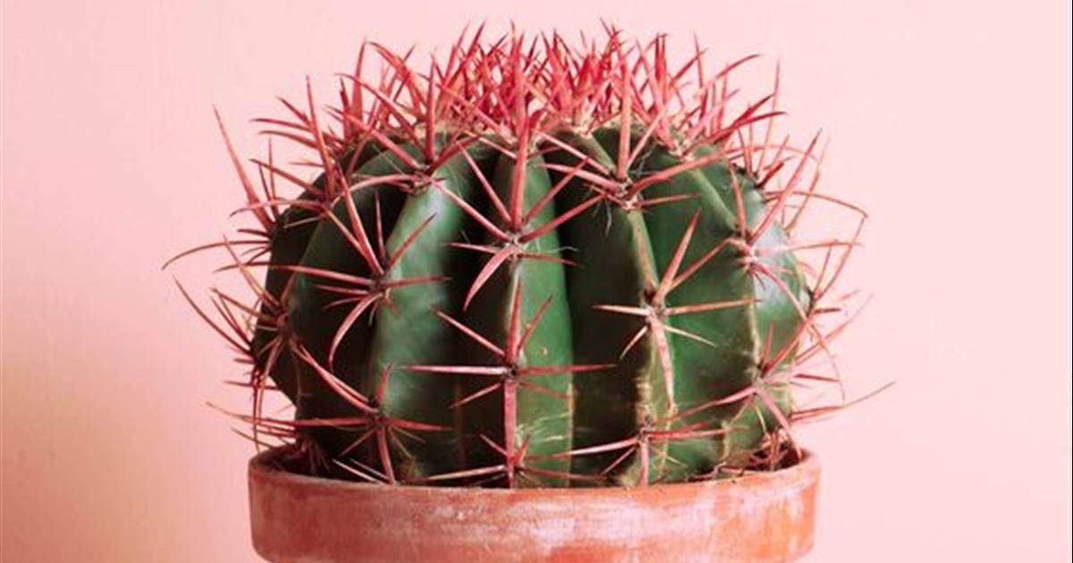 Curiosidades ingeniosas sobre cactus