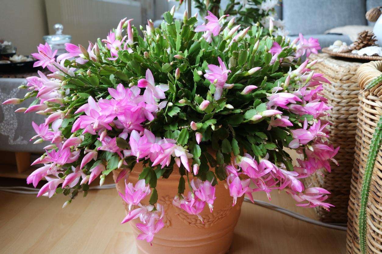 Curiosidades del cactus de Navidad: un símbolo festivo