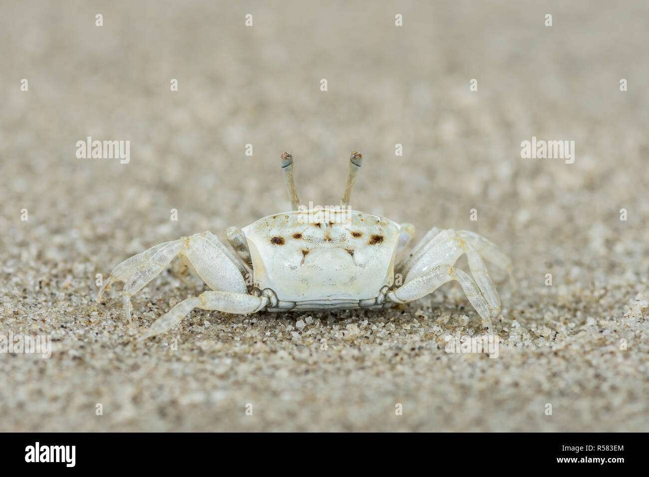 Características adorables de las crías de cangrejo