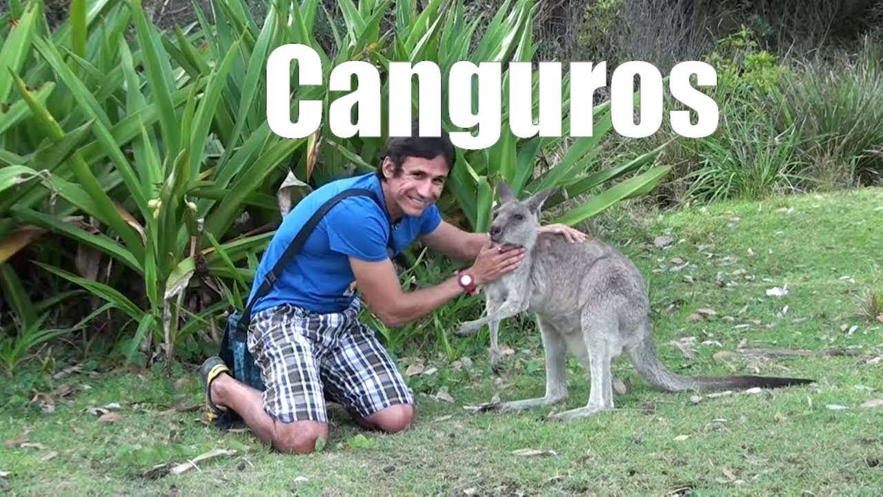 Curiosidades divertidas sobre canguros para niños aventureros
