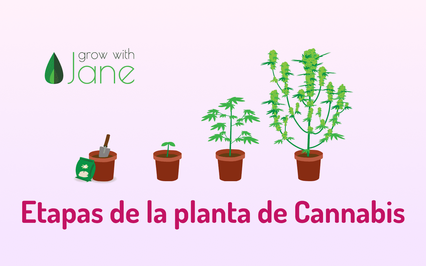 Curiosidades sobre la fase de crecimiento del cannabis