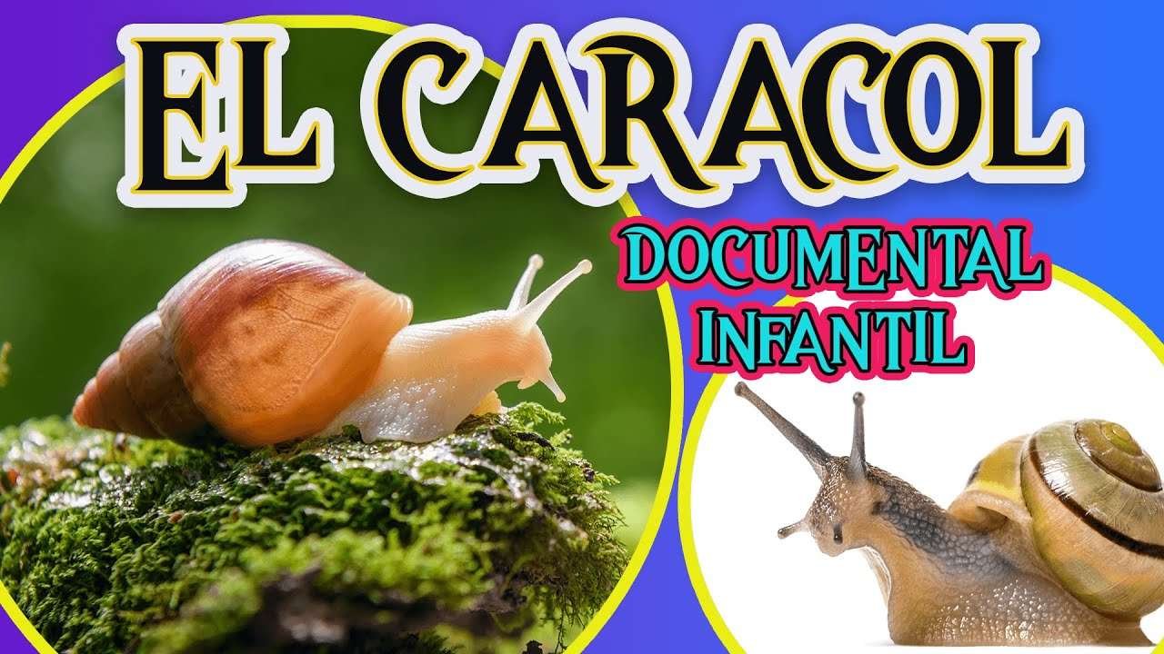 Juegos educativos sobre el caracol para niños de educación infantil