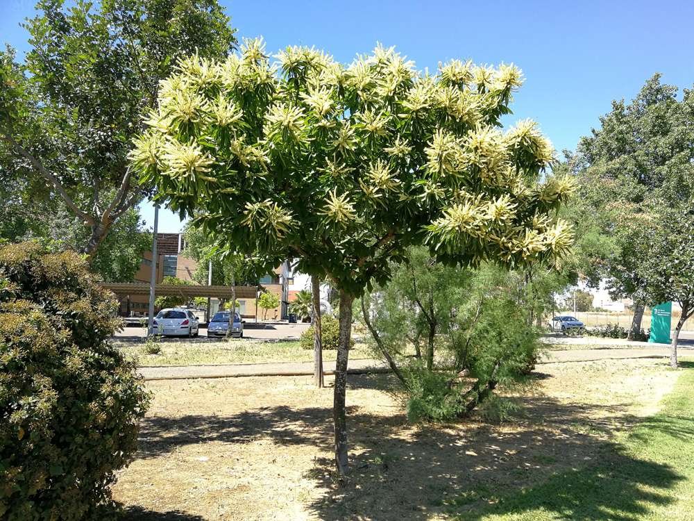Curiosidades de la Castanea Sativa en el Jardín Botánico de Madrid